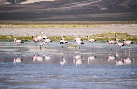 星空官方網(wǎng)頁版
